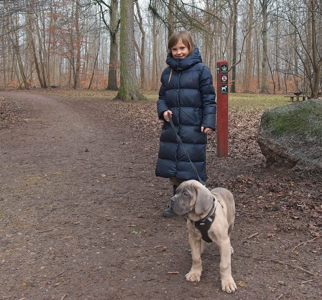 Cane Corso