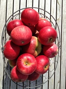 Dagens høst af æbler