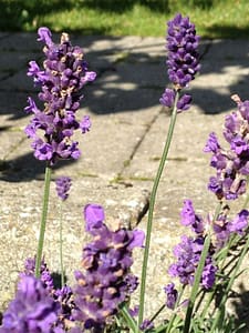 Closeup af lavendler