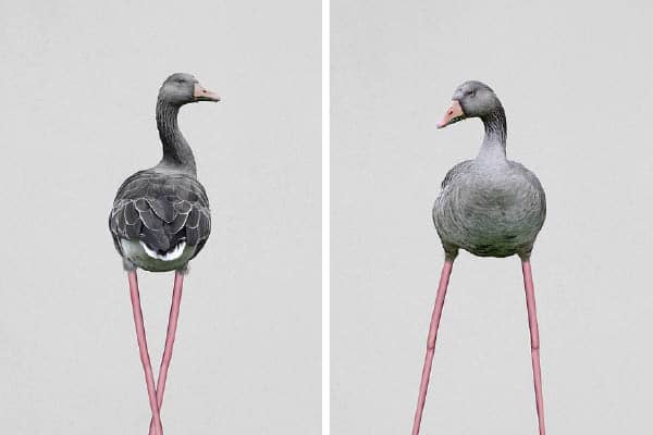 petmonkey-graybird-boligblog.com