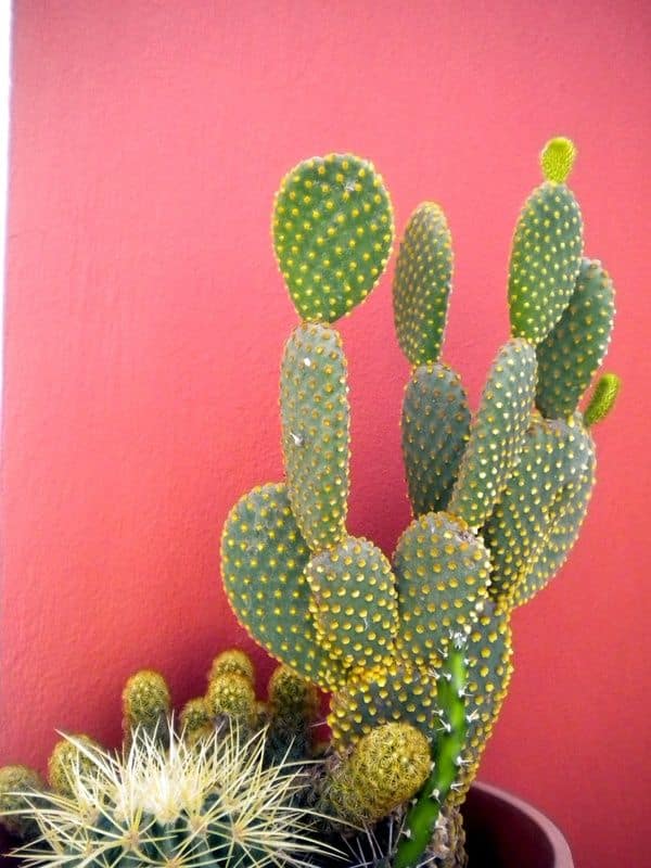 kaktus-landofcool.tumblr.com
